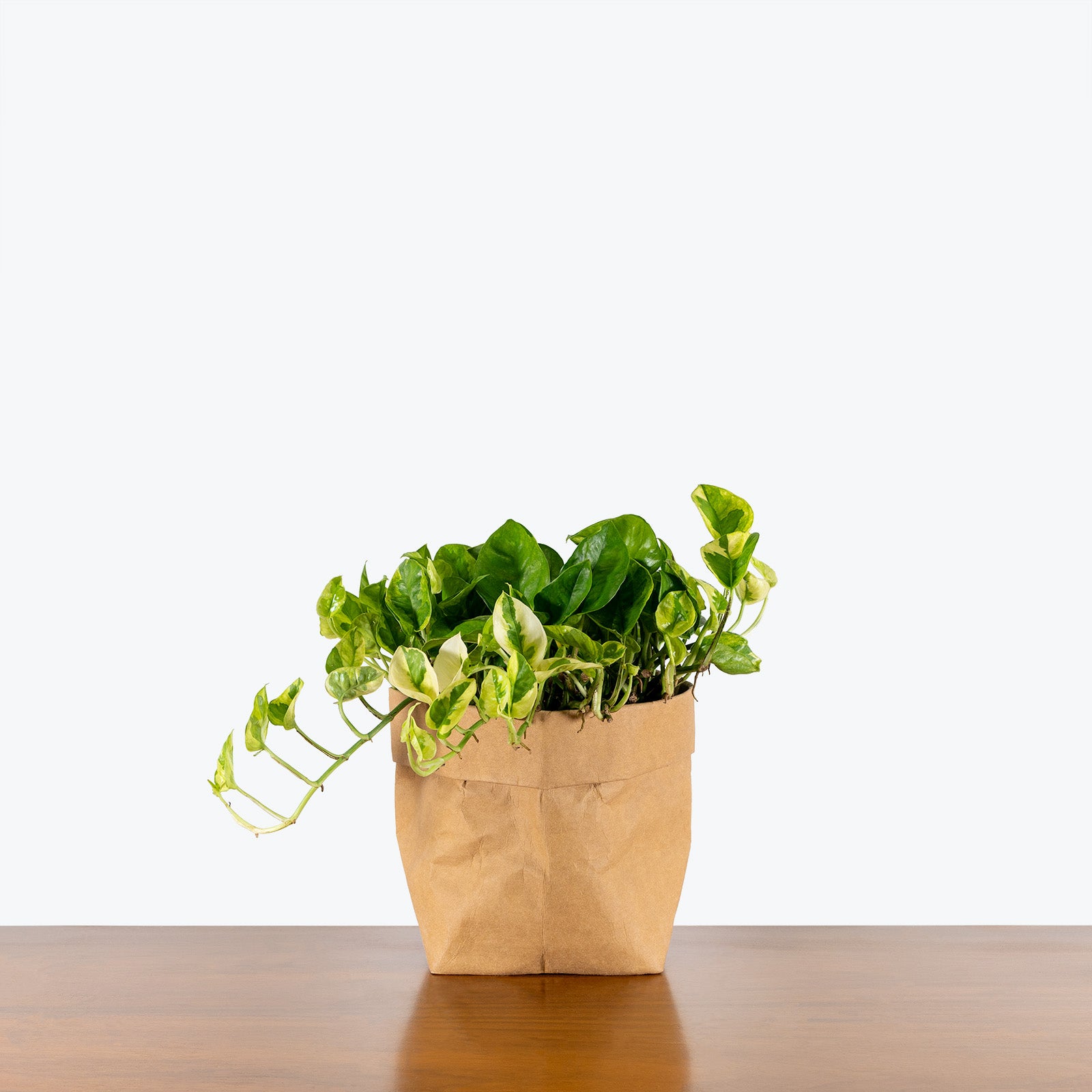 Pothos Lemon Meringue - House Plants Delivery Toronto Canada - JOMO Studio