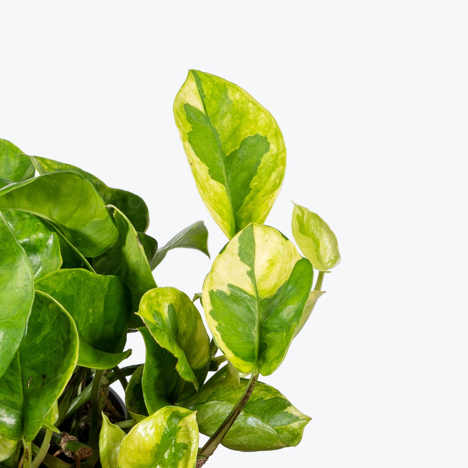 Pothos Lemon Meringue - House Plants Delivery Toronto Canada - JOMO Studio