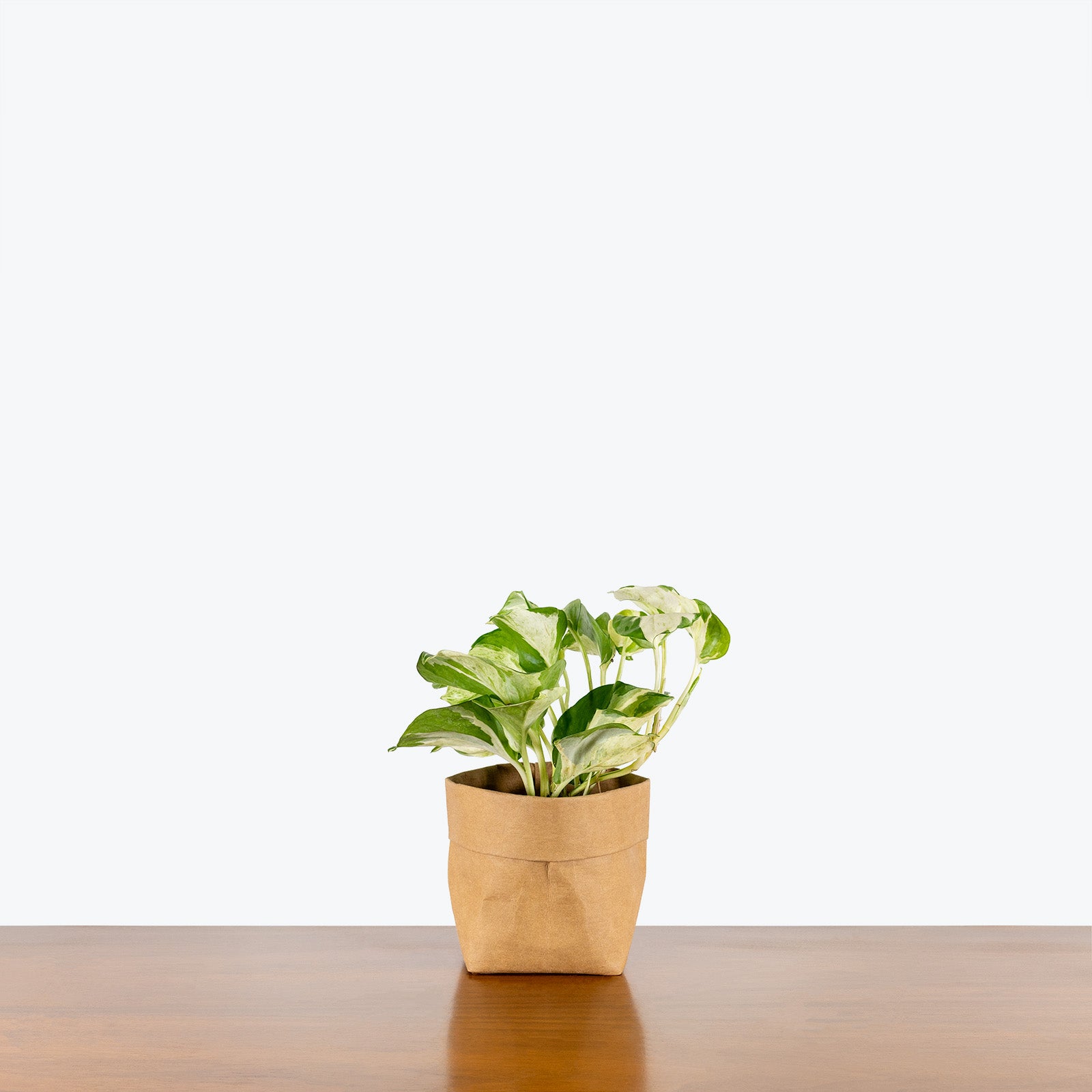 Pothos Manjula - House Plants Delivery Toronto Canada - JOMO Studio