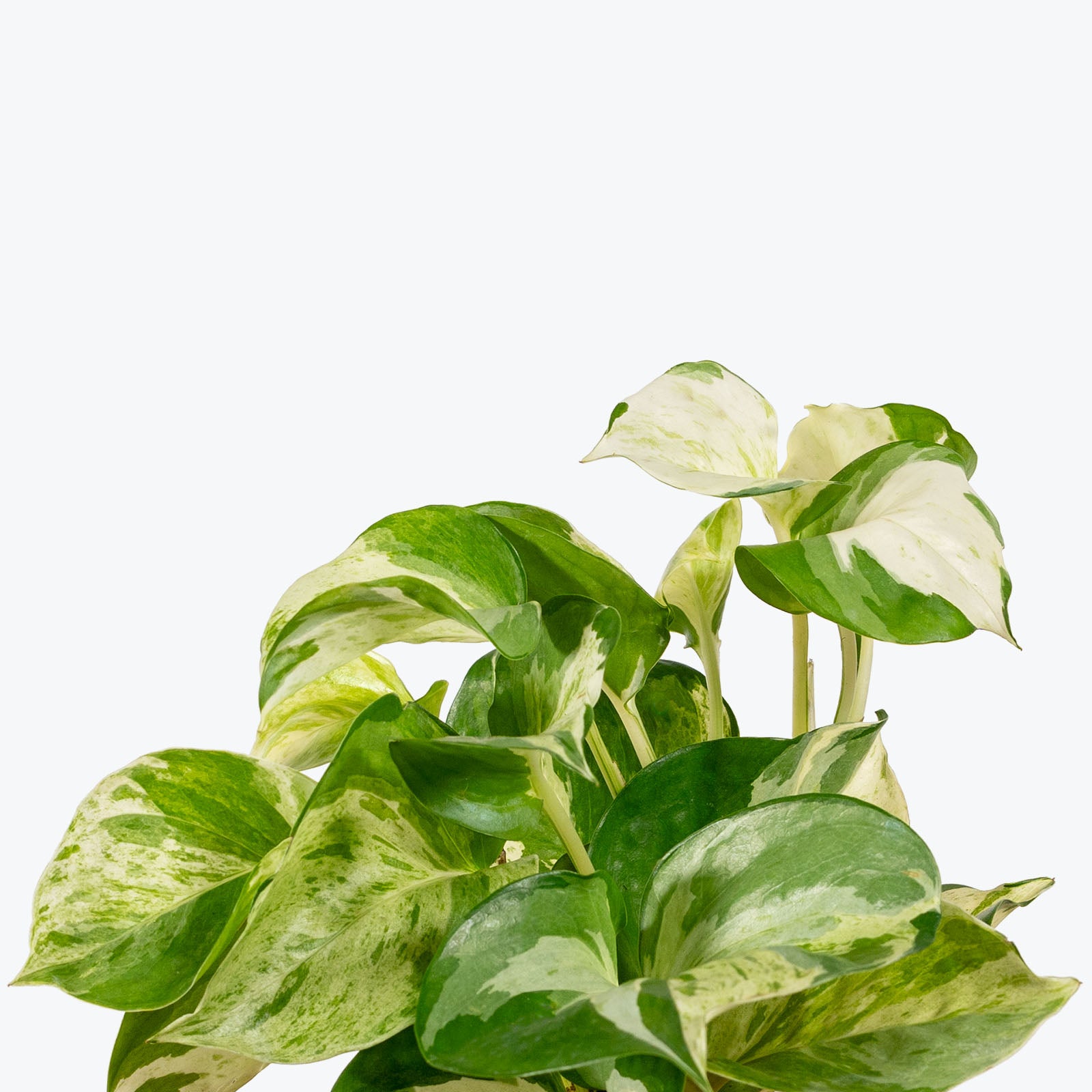 Pothos Manjula | Care Guide and Pro Tips - Delivery from Toronto across Canada - JOMO Studio