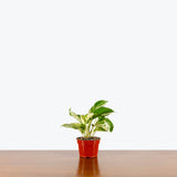 Pothos Manjula — 4” Pot (some blemishes expected)