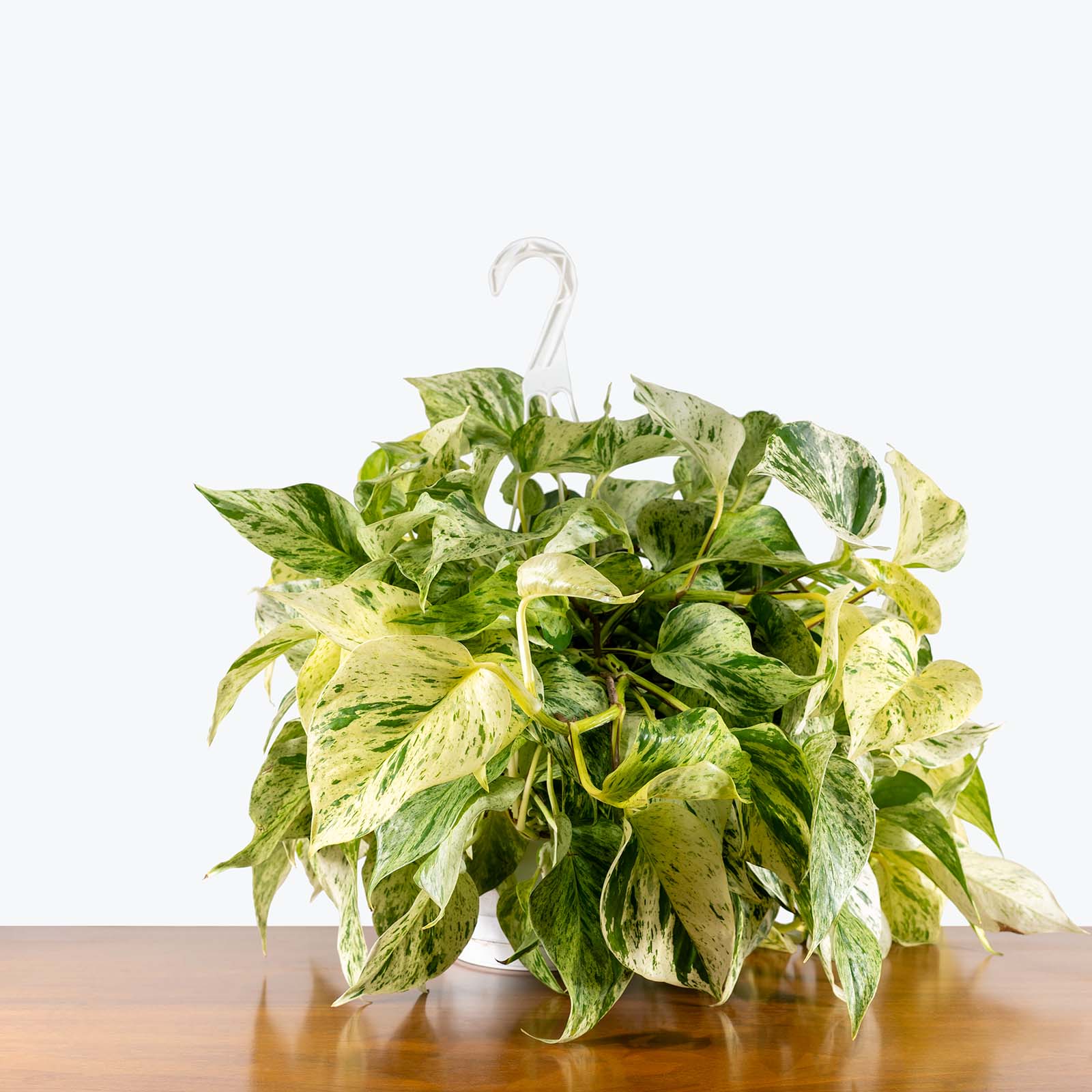 Pothos Snow Queen | Care Guide and Pro Tips - Delivery from Toronto across Canada - JOMO Studio