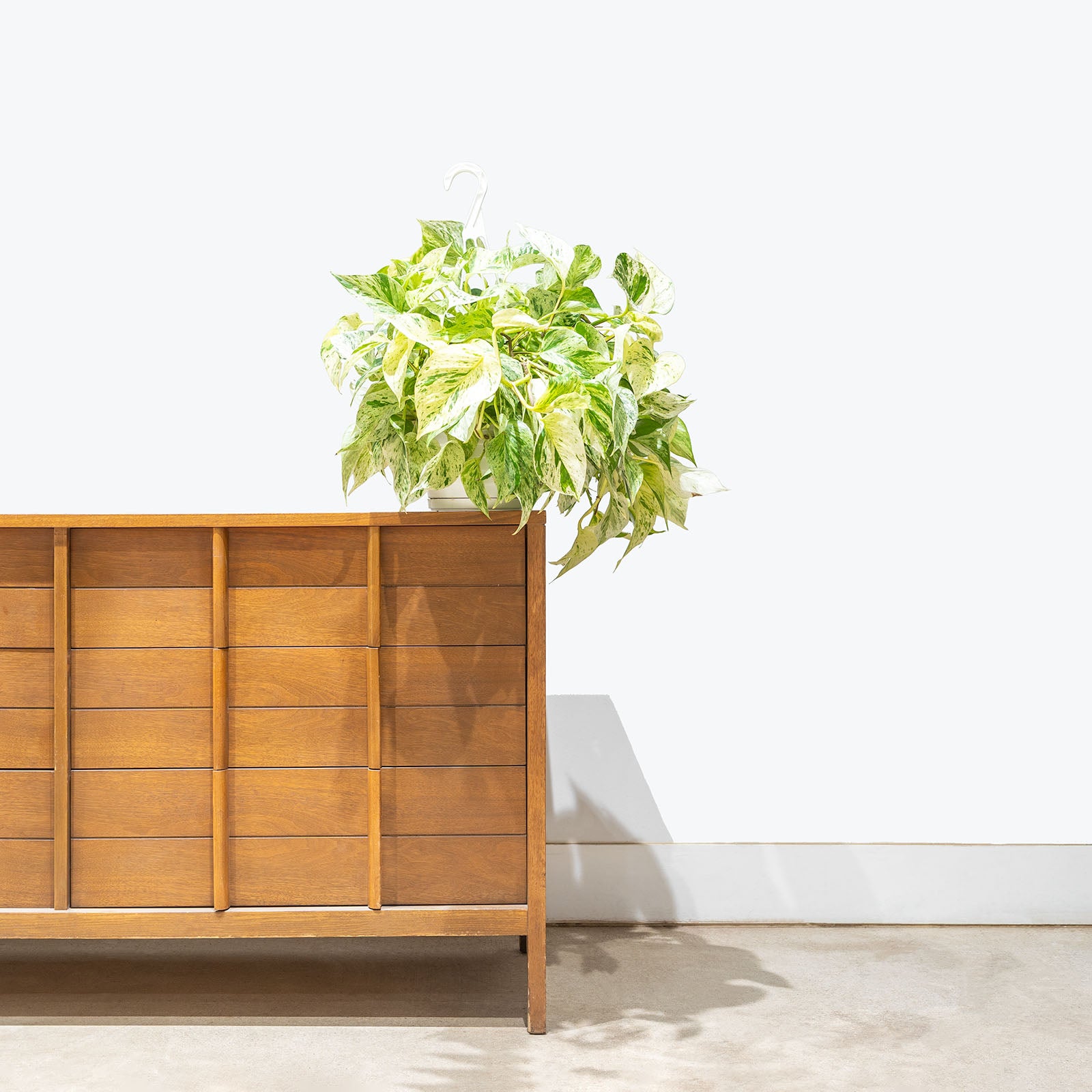 Pothos Snow Queen | Care Guide and Pro Tips - Delivery from Toronto across Canada - JOMO Studio