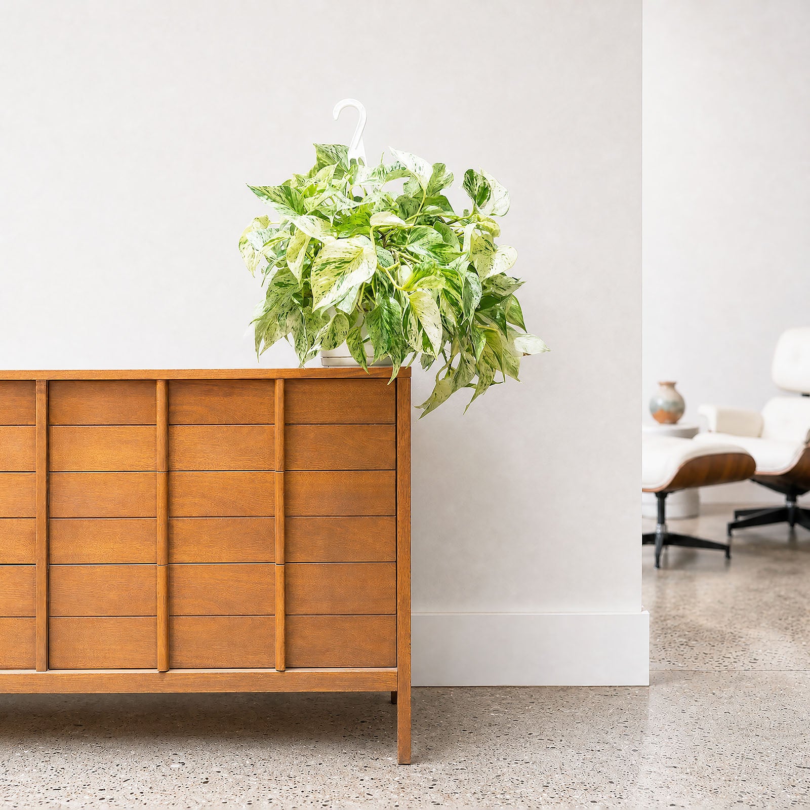 Pothos Snow Queen | Care Guide and Pro Tips - Delivery from Toronto across Canada - JOMO Studio