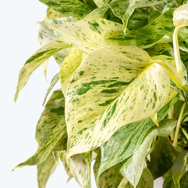 Pothos Snow Queen | Care Guide and Pro Tips - Delivery from Toronto across Canada - JOMO Studio
