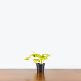 Pothos Teruno Kaguya Lemon — 4" Pot