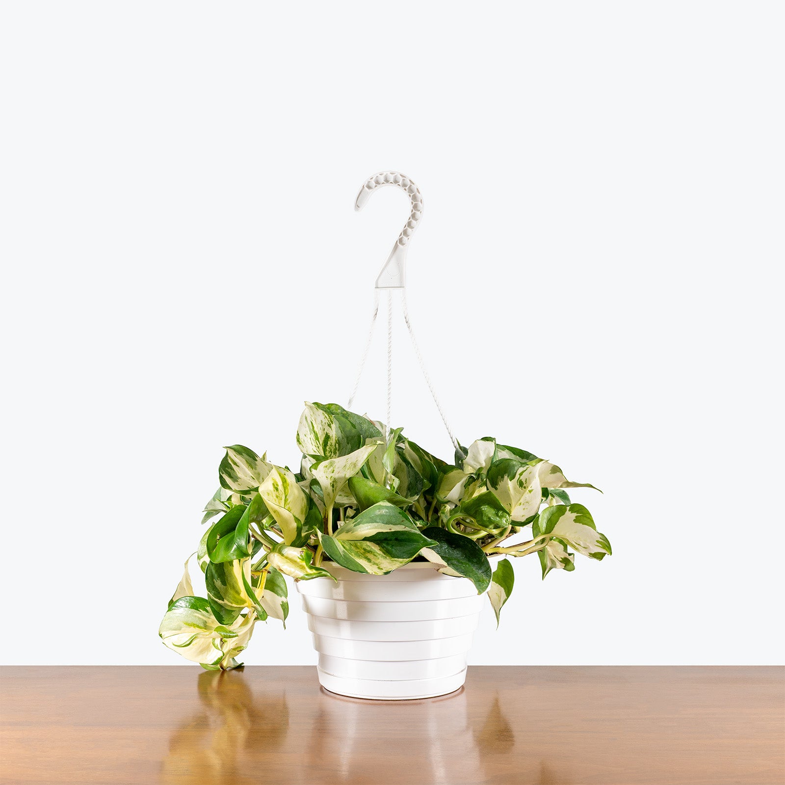 Pothos Manjula | Care Guide and Pro Tips - Delivery from Toronto across Canada - JOMO Studio