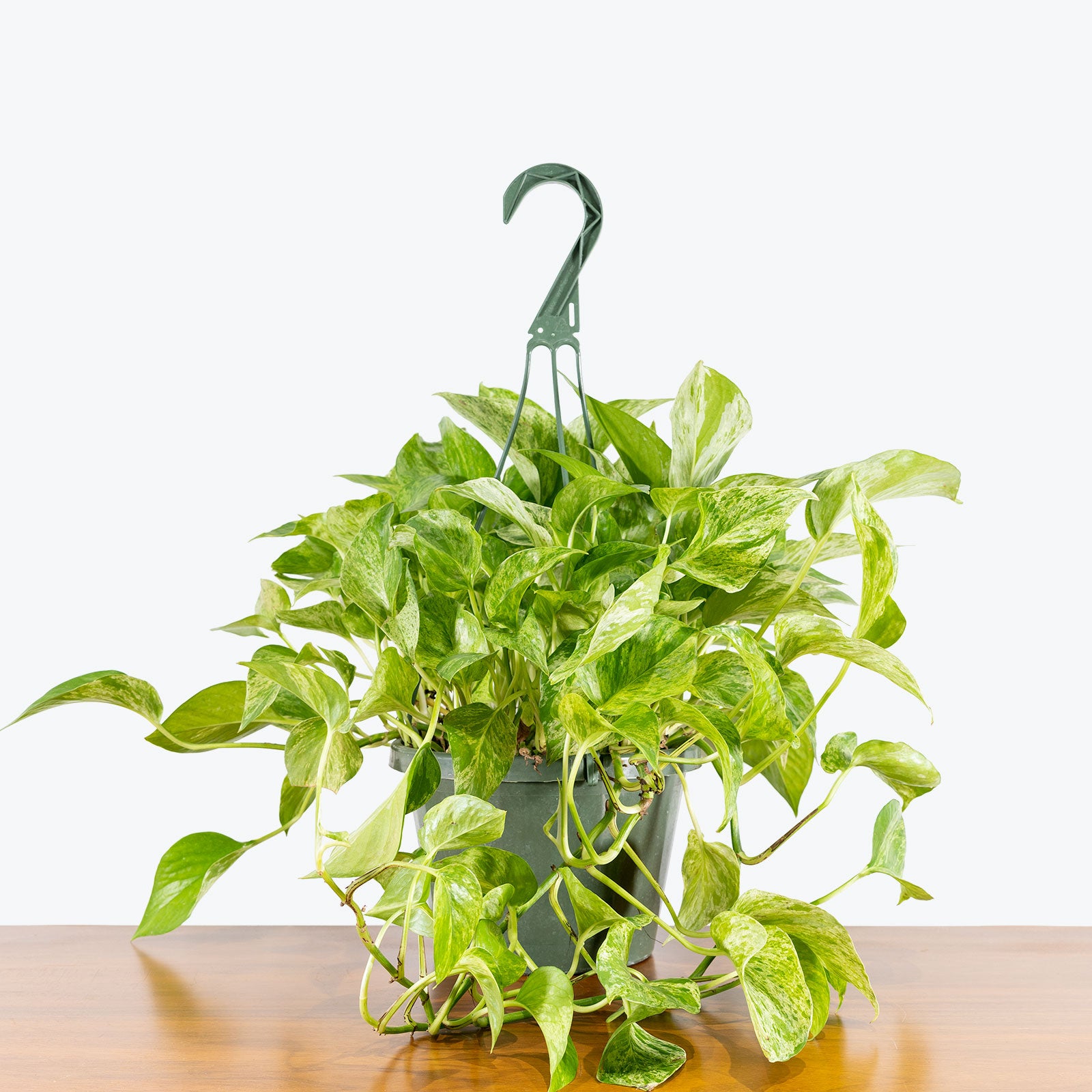 Pothos Marble Queen - Top 10 Best Indoor House Plants for Your Home - House Plants Delivery Toronto - JOMO Studio