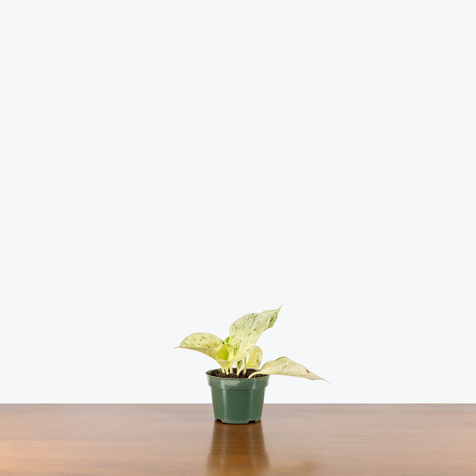 Pothos Snow Queen | Care Guide and Pro Tips - Delivery from Toronto across Canada - JOMO Studio