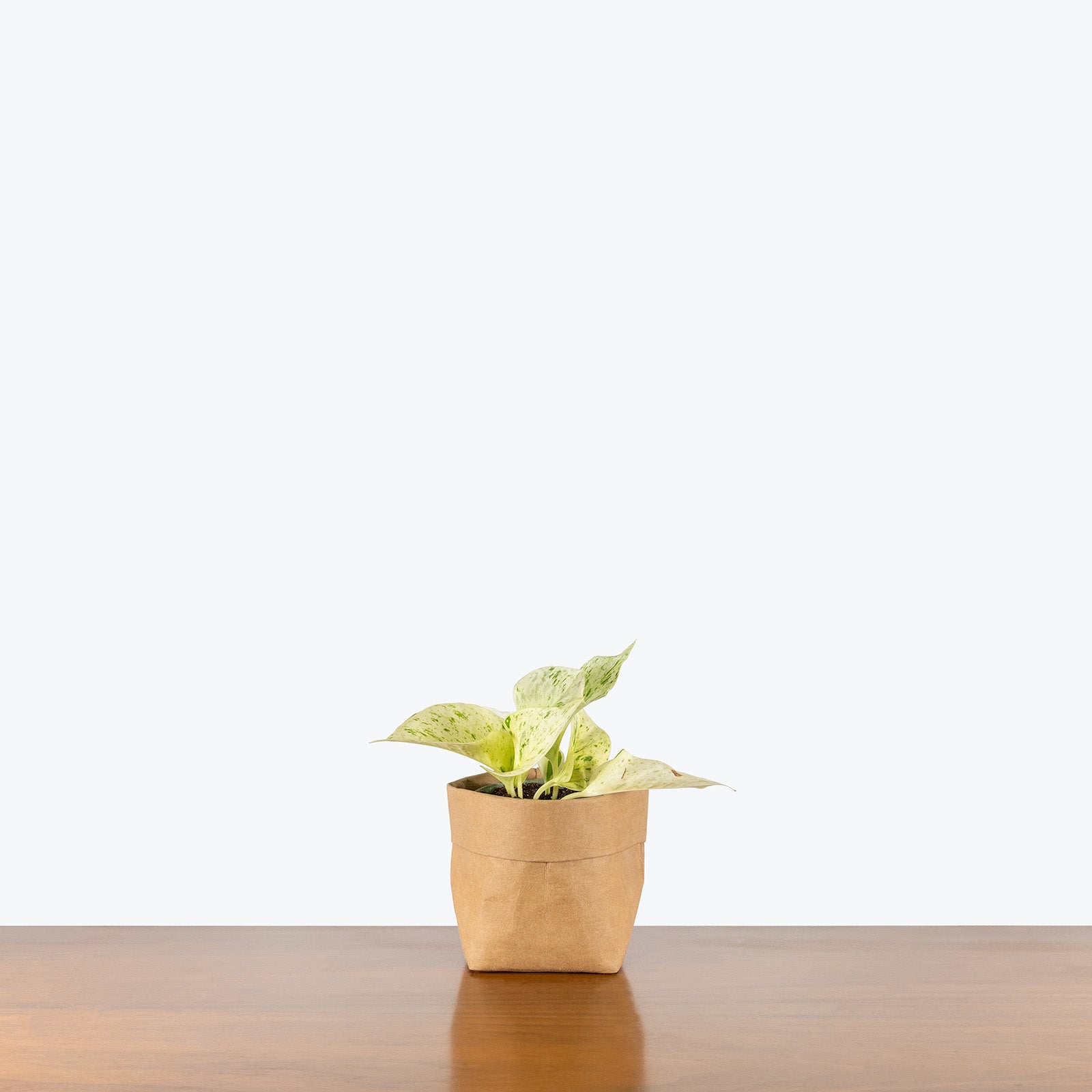 Pothos Snow Queen | Care Guide and Pro Tips - Delivery from Toronto across Canada - JOMO Studio