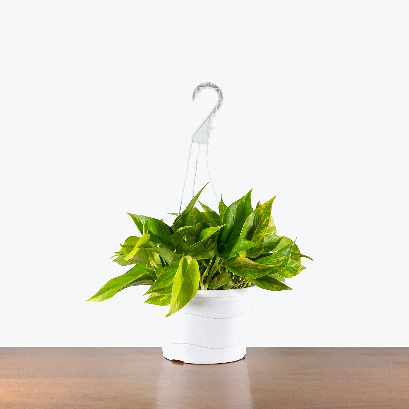 Pothos Teruno Kaguya Lemon | Care Guide and Pro Tips - Delivery from Toronto across Canada - JOMO Studio