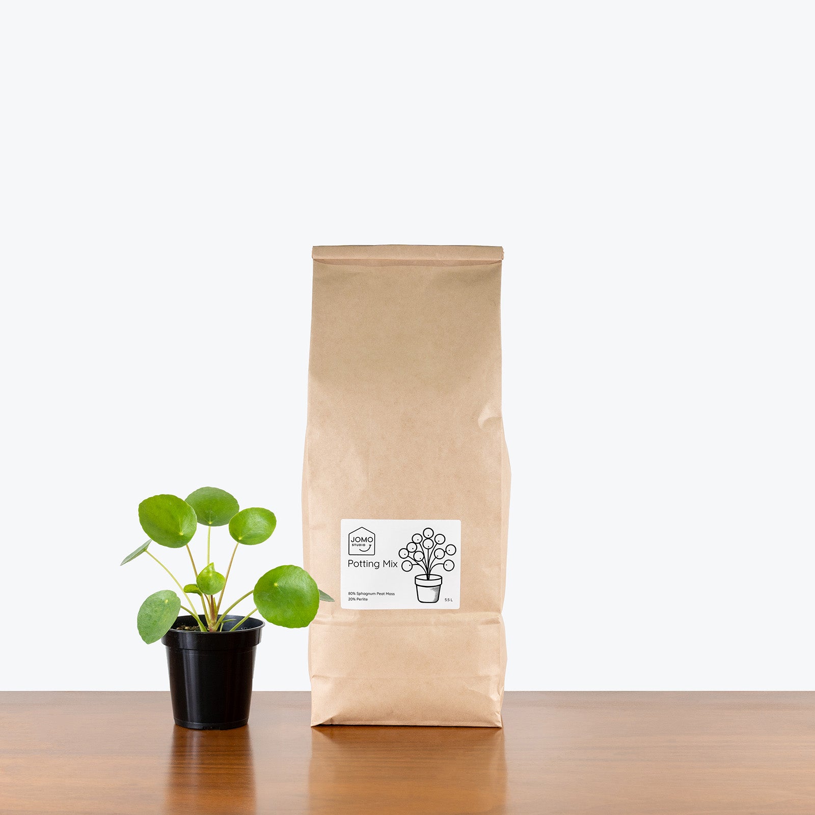 Pilea Plant Gift Bag