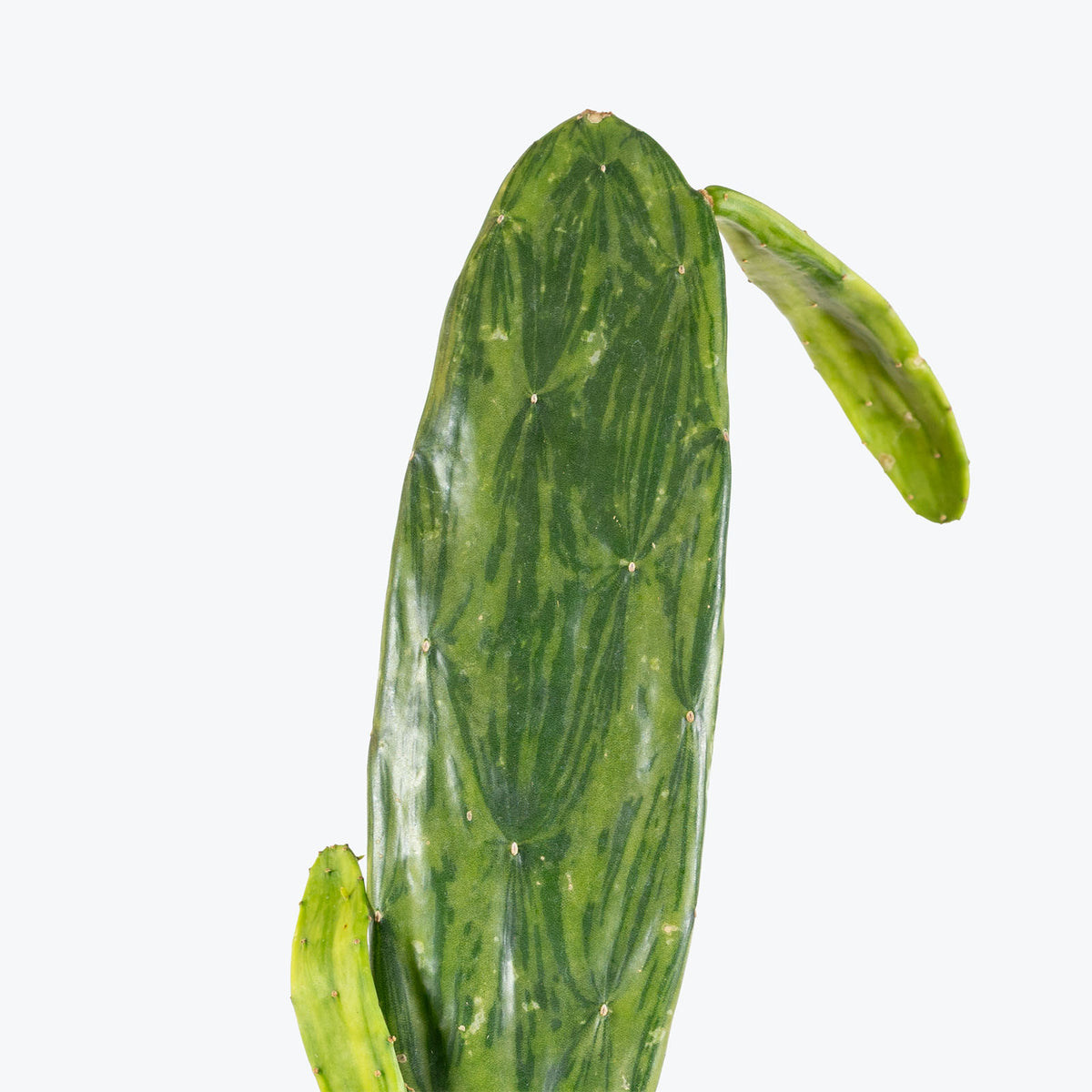 Prickly Pear Cactus Variegated | Opuntia Sunburst | Care Guide and Pro Tips - Delivery from Toronto across Canada - JOMO Studio