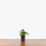 Rabbit's Foot Fern — 4" Pot
