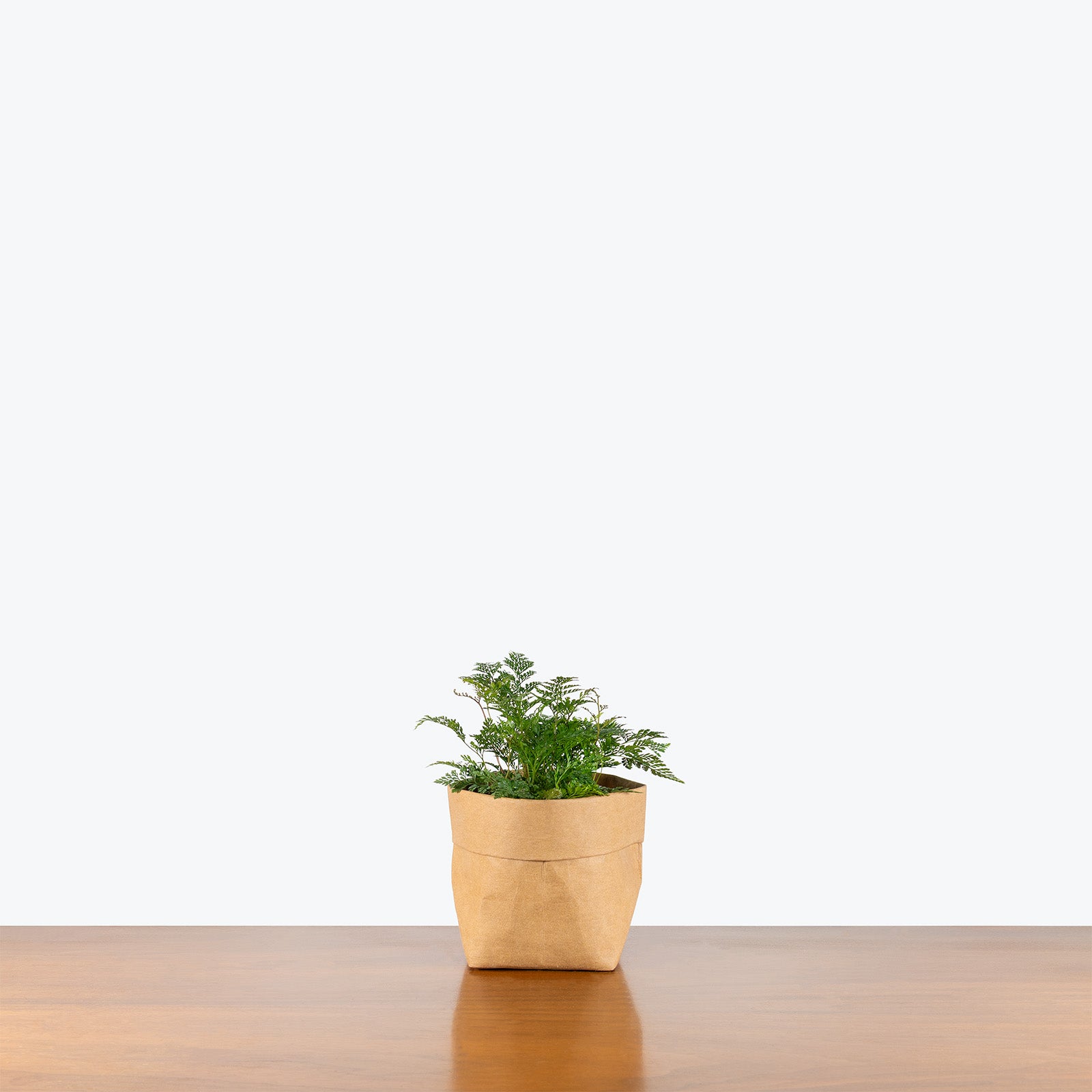 Rabbit's Foot Fern | Care Guide and Pro Tips - Delivery from Toronto across Canada - JOMO Studio