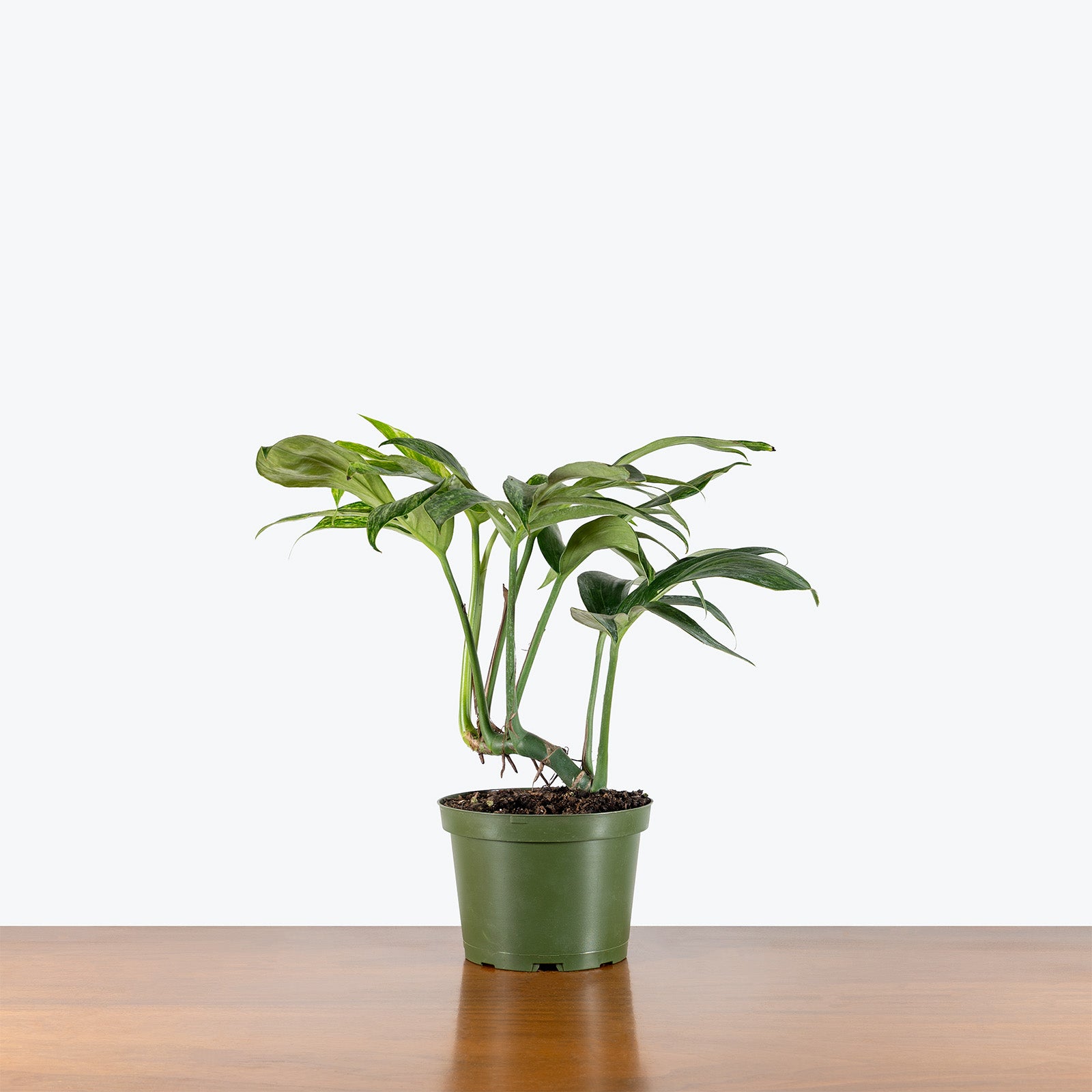 Rhaphidophora Decursiva Variegated | Care Guide and Pro Tips - Delivery from Toronto across Canada - JOMO Studio