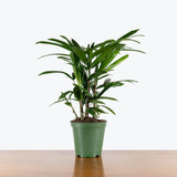Rhapis Lady Palm — 6" Pot (smaller than picture)