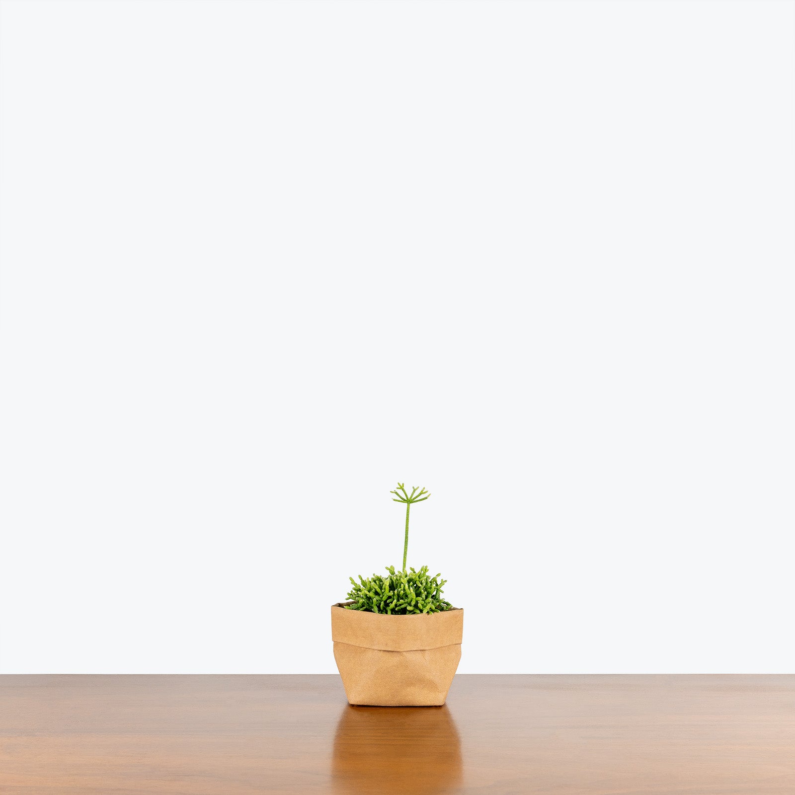 Rhipsalis Cereuscula - House Plants Delivery Toronto - JOMO Studio