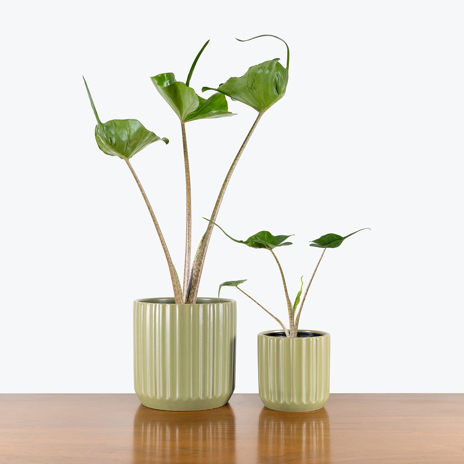 Ribbed Ceramic Planter - House Plants Delivery Toronto - JOMO Studio #color_matcha green