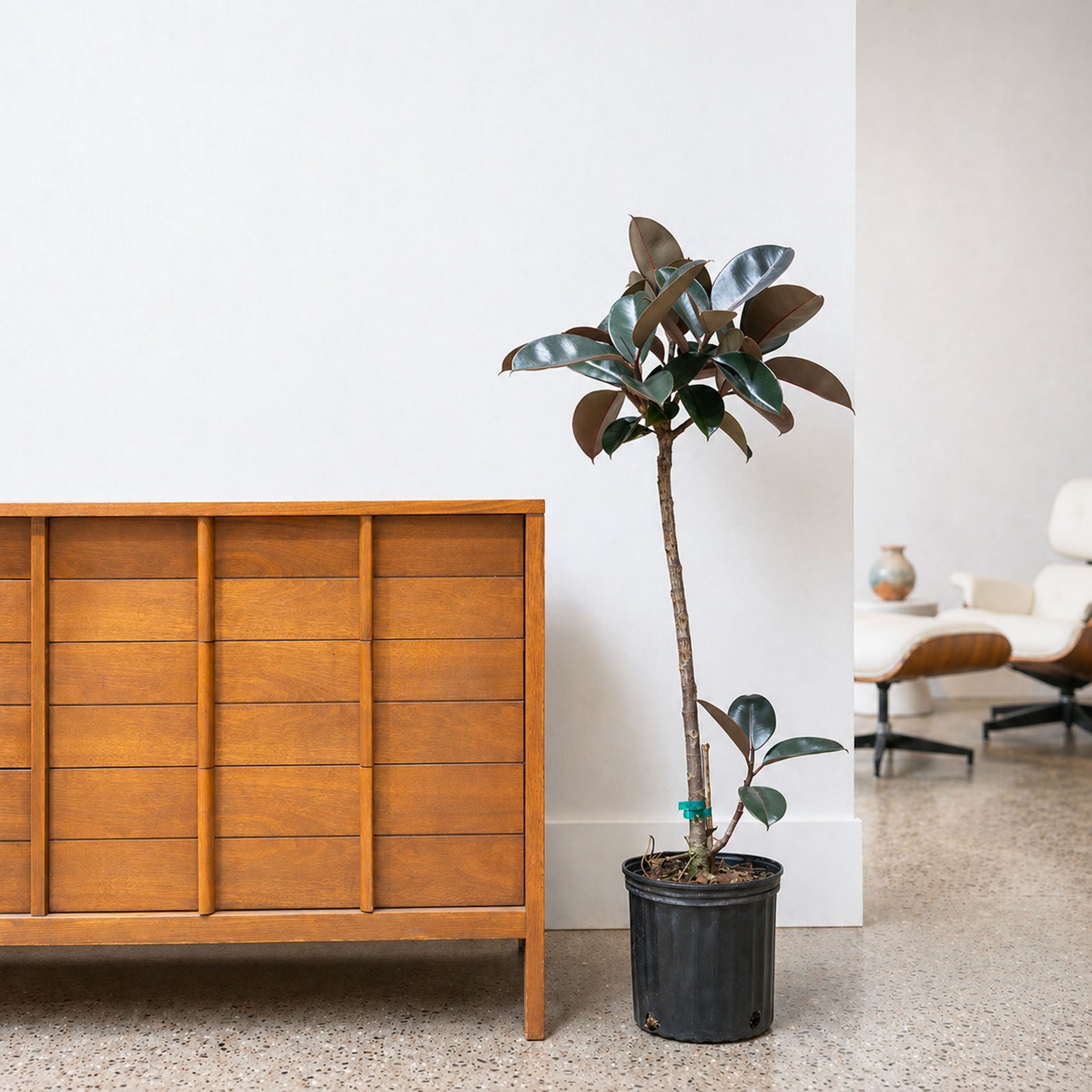 Rubber Plant | Care Guide and Pro Tips - Delivery from Toronto across Canada - JOMO Studio