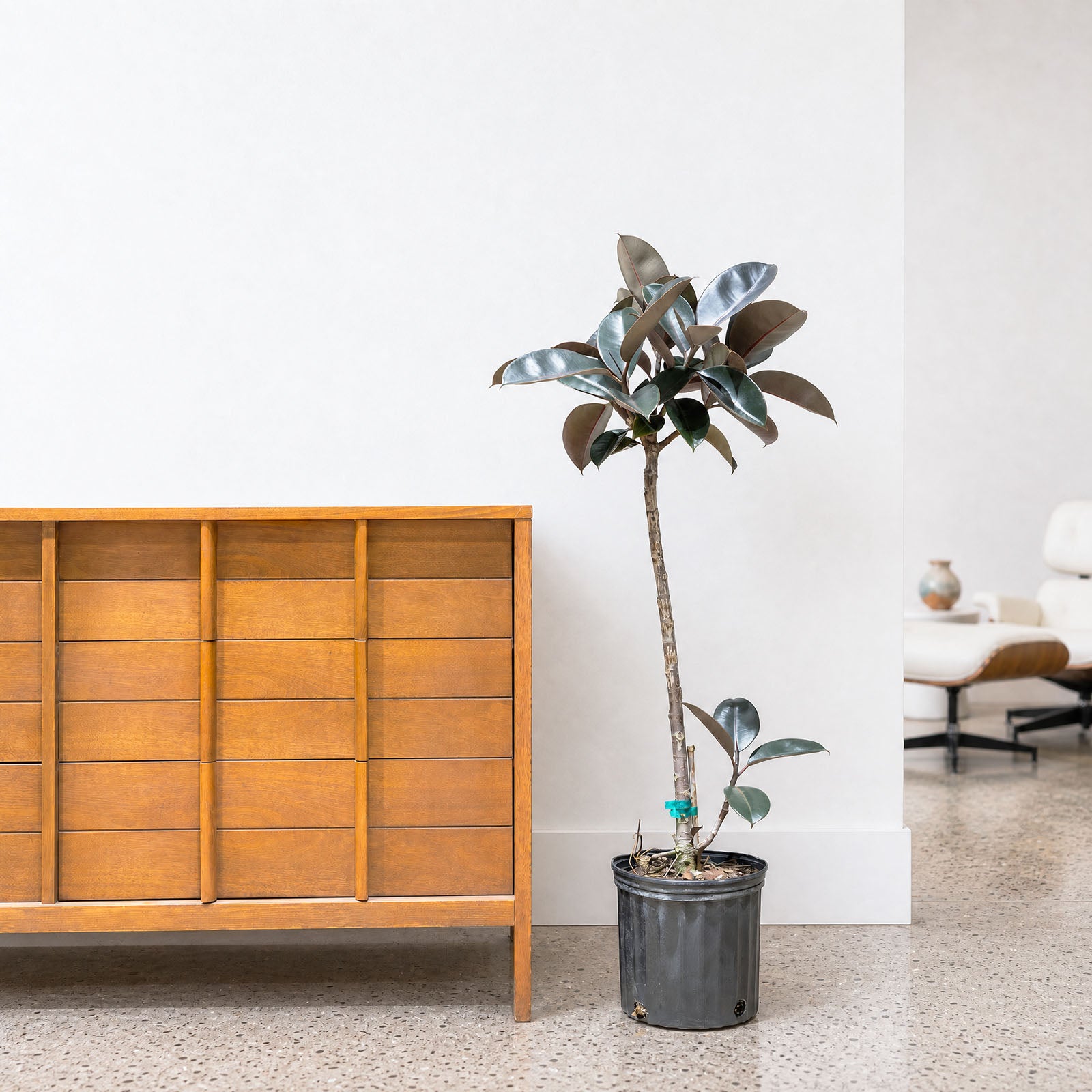 Rubber Plant | Care Guide and Pro Tips - Delivery from Toronto across Canada - JOMO Studio