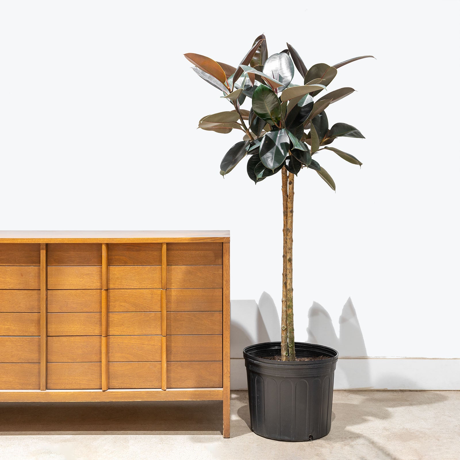 Rubber Plant | Care Guide and Pro Tips - Delivery from Toronto across Canada - JOMO Studio