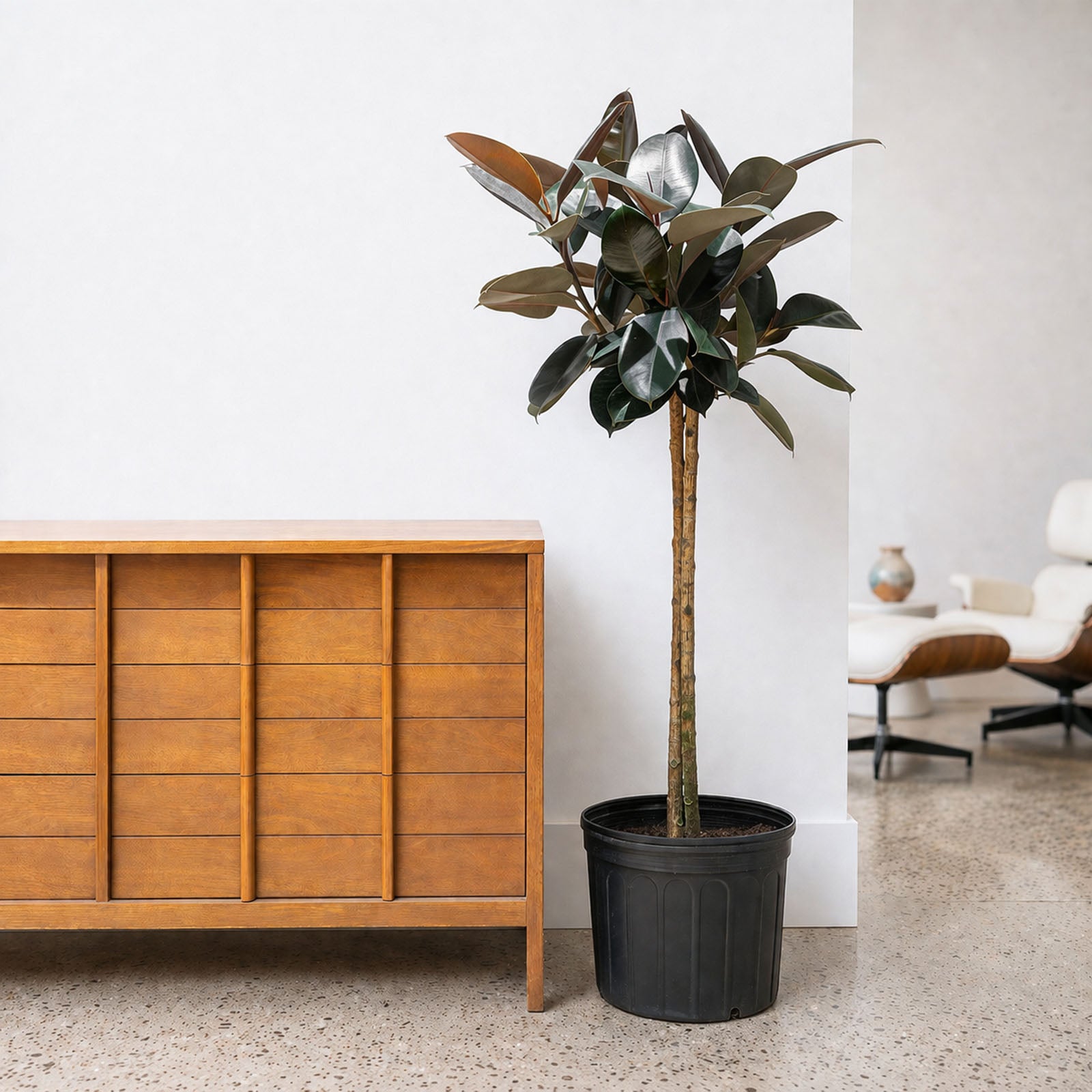 Rubber Plant | Care Guide and Pro Tips - Delivery from Toronto across Canada - JOMO Studio