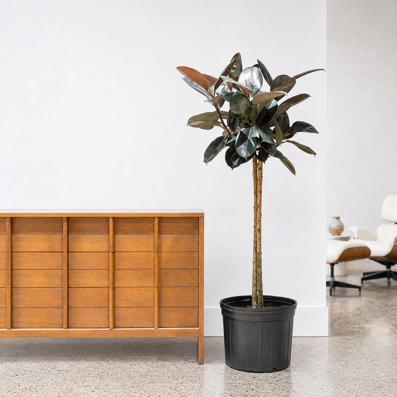 Rubber Plant | Care Guide and Pro Tips - Delivery from Toronto across Canada - JOMO Studio