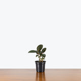 Rubber Plant Robusta — 4" Pot
