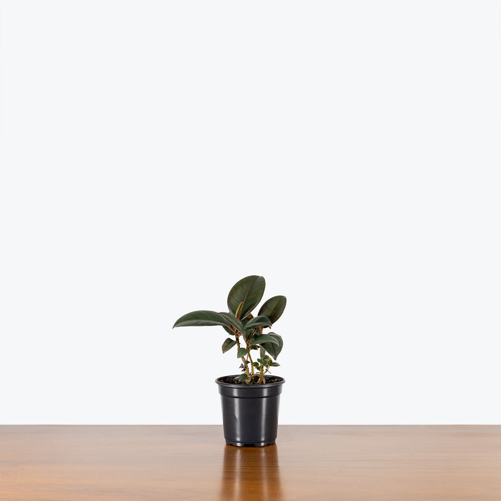 Rubber Plant Robusta | Care Guide and Pro Tips - Delivery from Toronto across Canada - JOMO Studio