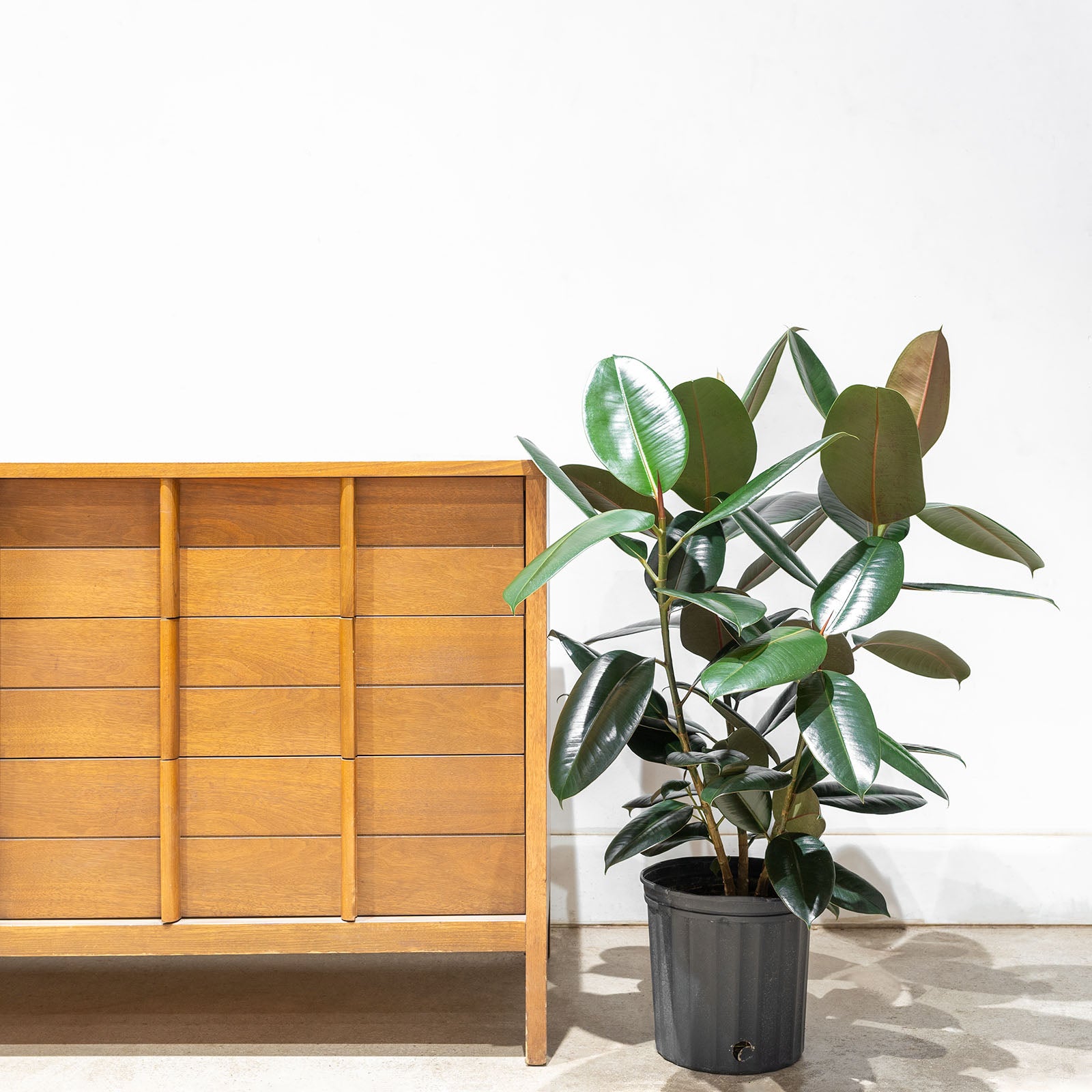 Rubber Plant Robusta | Care Guide and Pro Tips - Delivery from Toronto across Canada - JOMO Studio