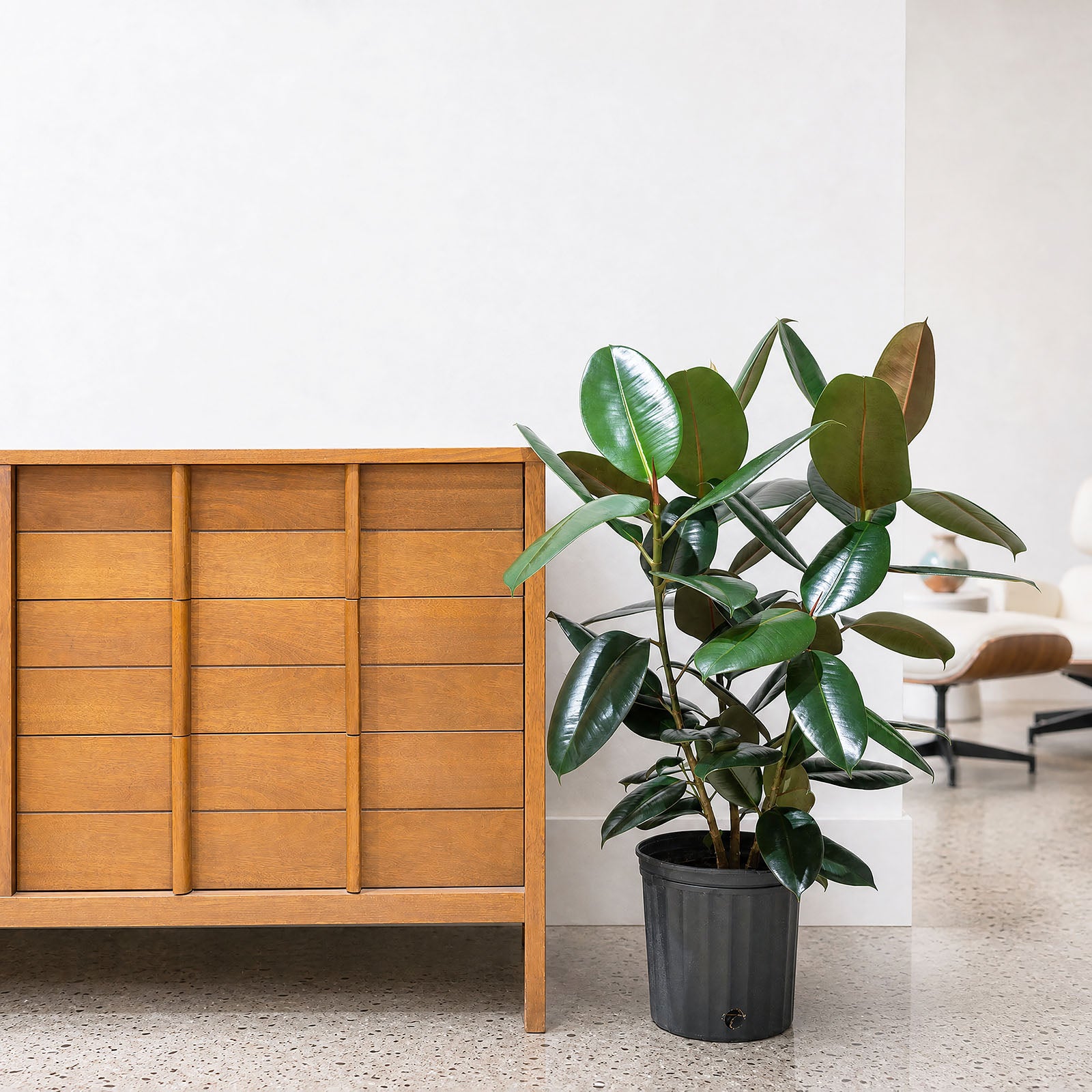 Rubber Plant Robusta | Care Guide and Pro Tips - Delivery from Toronto across Canada - JOMO Studio