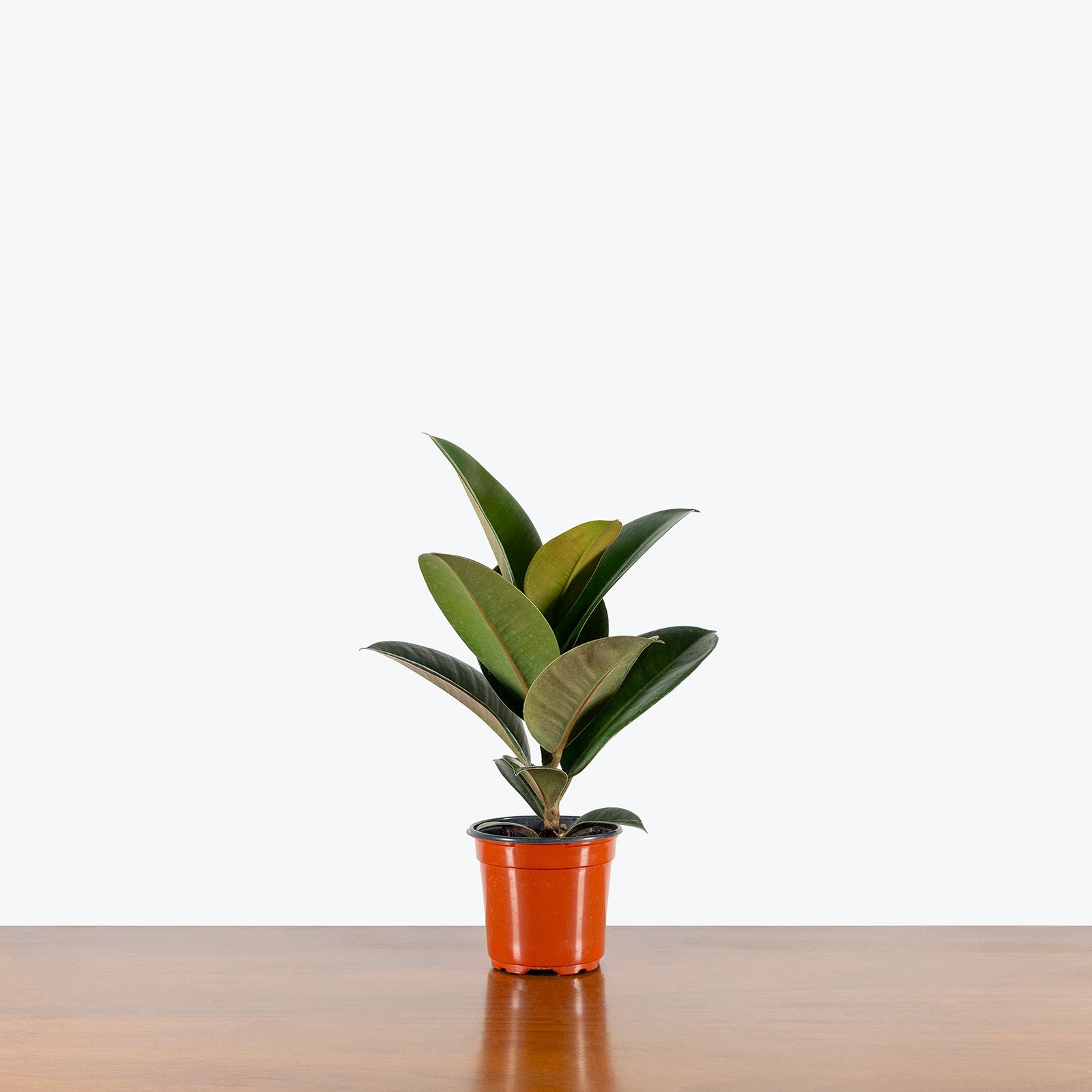 Rubber Plant Sophia | Care Guide and Pro Tips - JOMO Studio