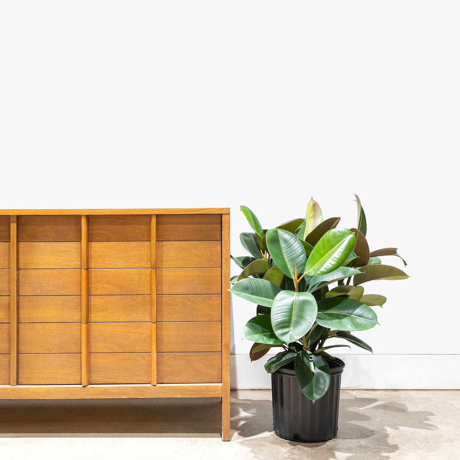 Rubber Plant Robusta | Care Guide and Pro Tips - Delivery from Toronto across Canada - JOMO Studio