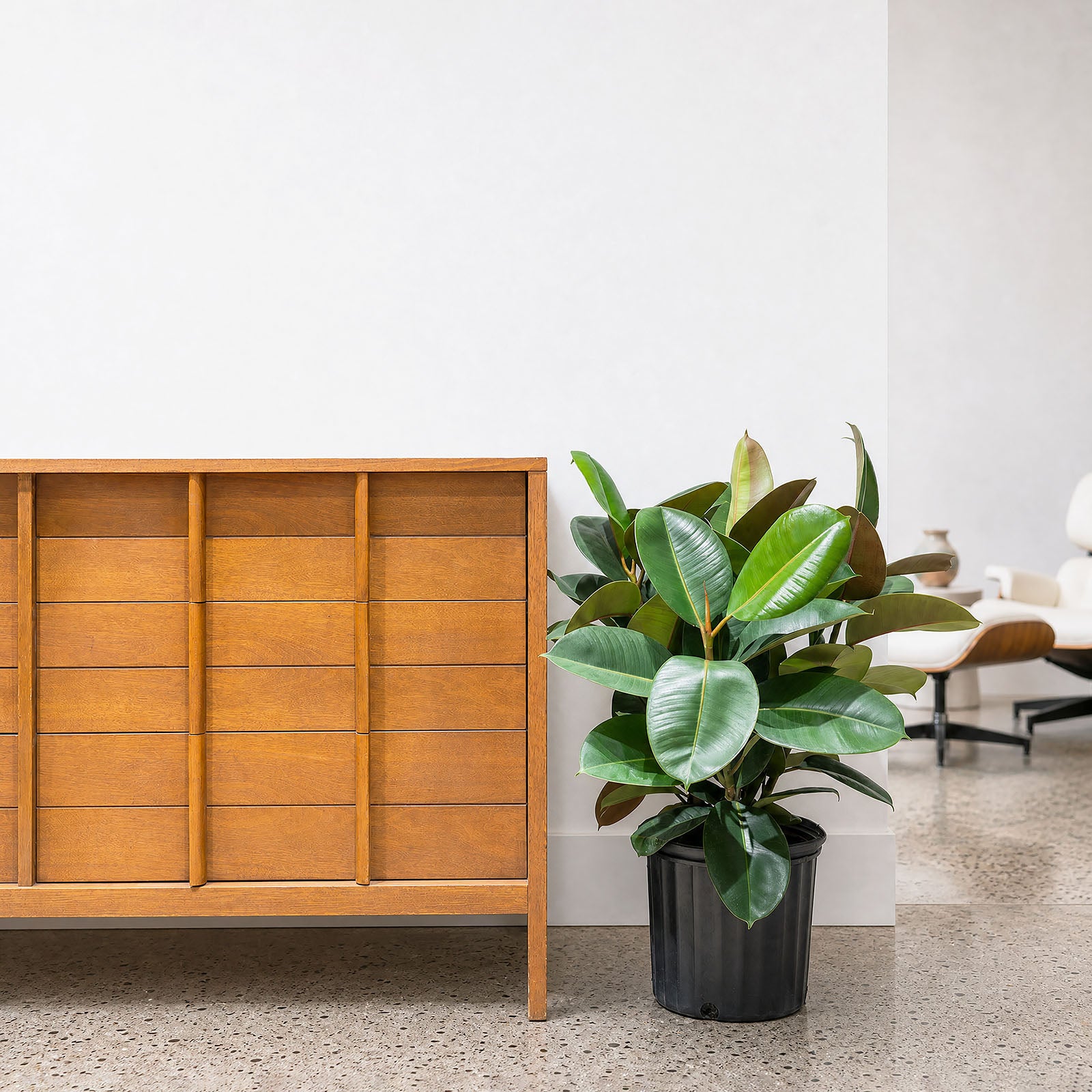Rubber Plant Robusta | Care Guide and Pro Tips - Delivery from Toronto across Canada - JOMO Studio