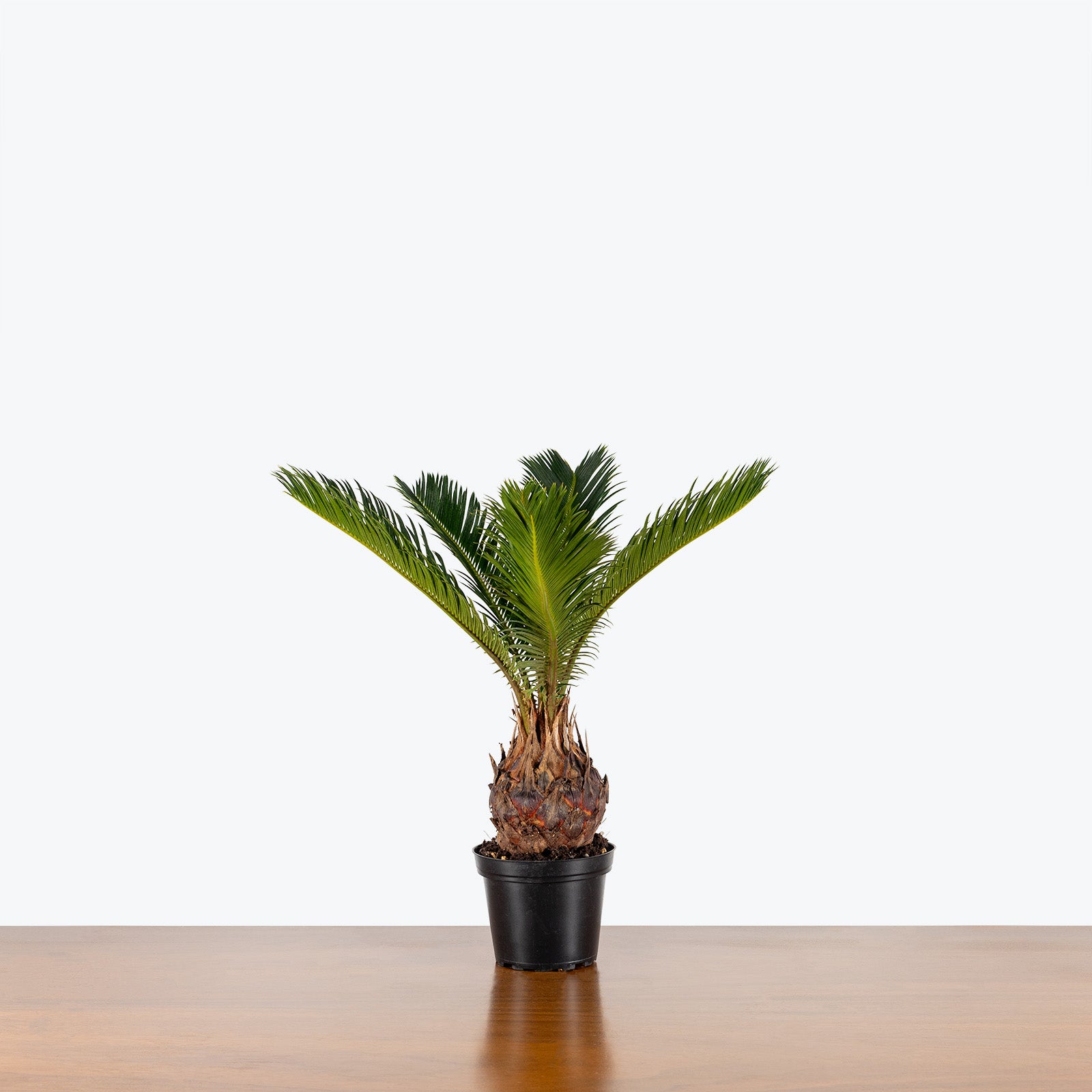 Sago Palm - Cycas Revoluta - House Plants Delivery Toronto - JOMO Studio