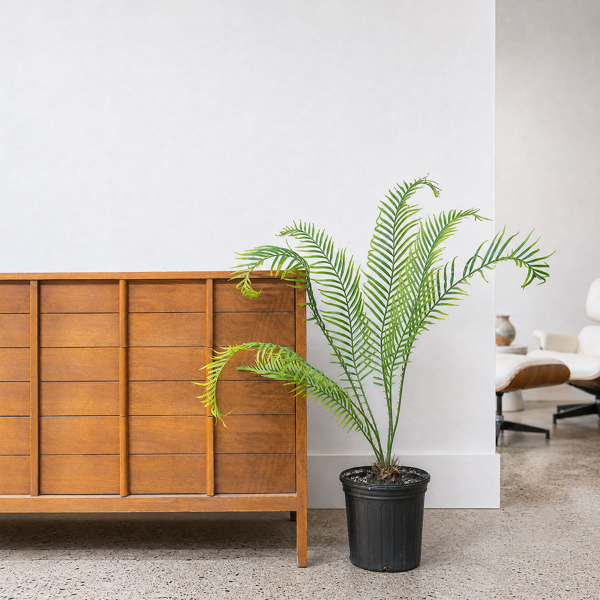 Sago Palm | Cycas Revoluta | Care Guide and Pro Tips - Delivery from Toronto across Canada - JOMO Studio