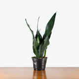 Sansevieria Black Dragon — 6" Pot