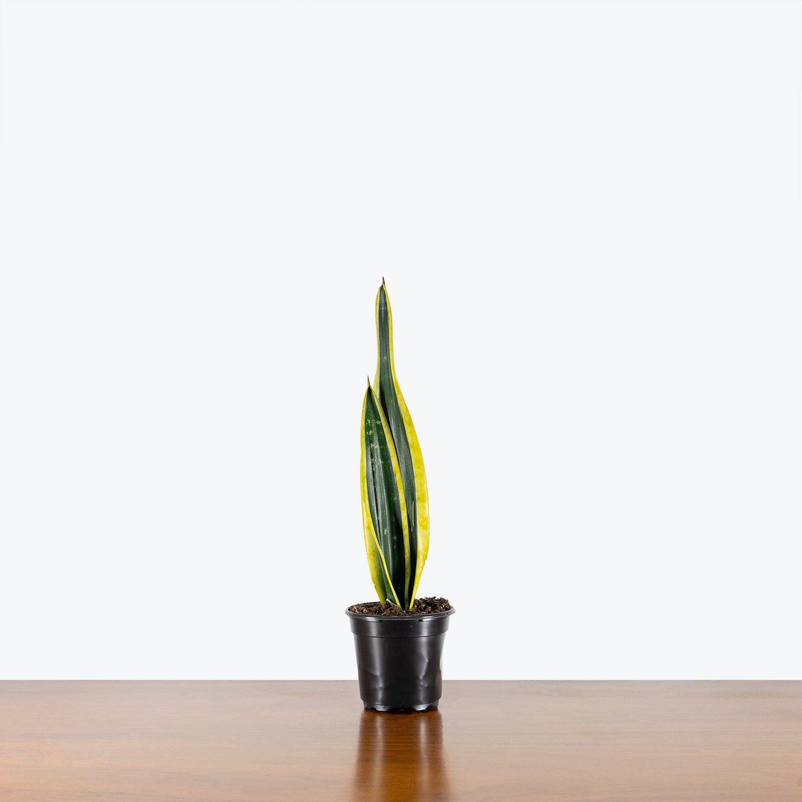 Sansevieria Black Gold | Snake Plant | Care Guide and Pro Tips - Delivery from Toronto across Canada - JOMO Studio
