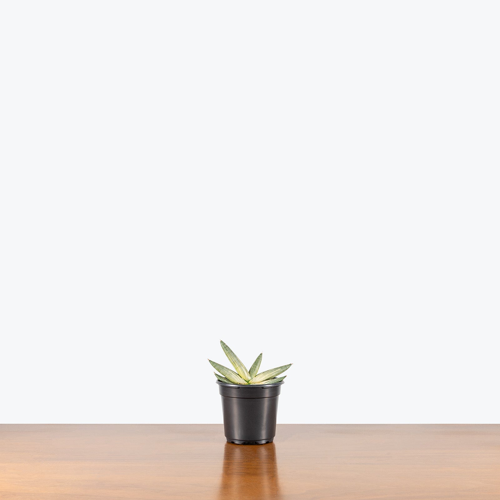 Sansevieria Boncel Variegata | Variegated Starfish Sansevieria Snake Plant | Care Guide and Pro Tips - Delivery from Toronto across Canada - JOMO Studio