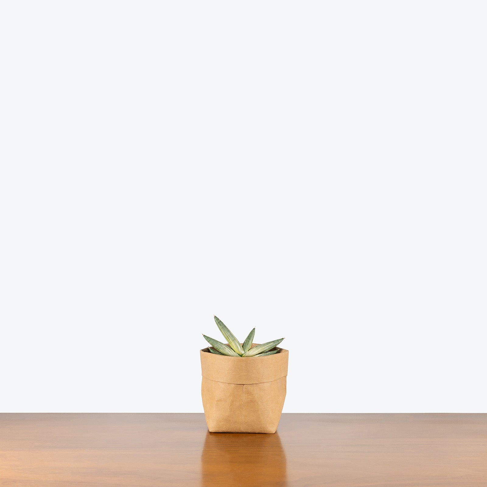 Sansevieria Boncel Variegata | Variegated Starfish Sansevieria Snake Plant | Care Guide and Pro Tips - Delivery from Toronto across Canada - JOMO Studio