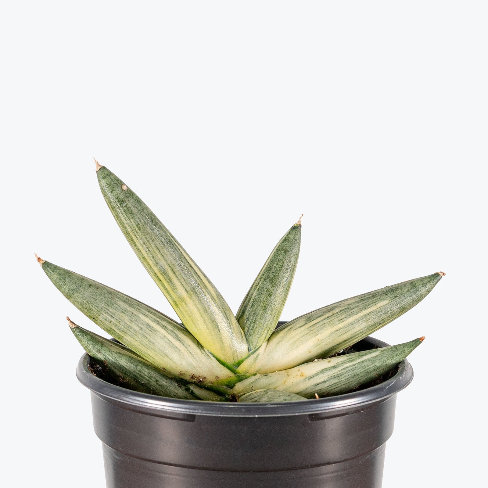 Sansevieria Boncel Variegata | Variegated Starfish Sansevieria Snake Plant | Care Guide and Pro Tips - Delivery from Toronto across Canada - JOMO Studio