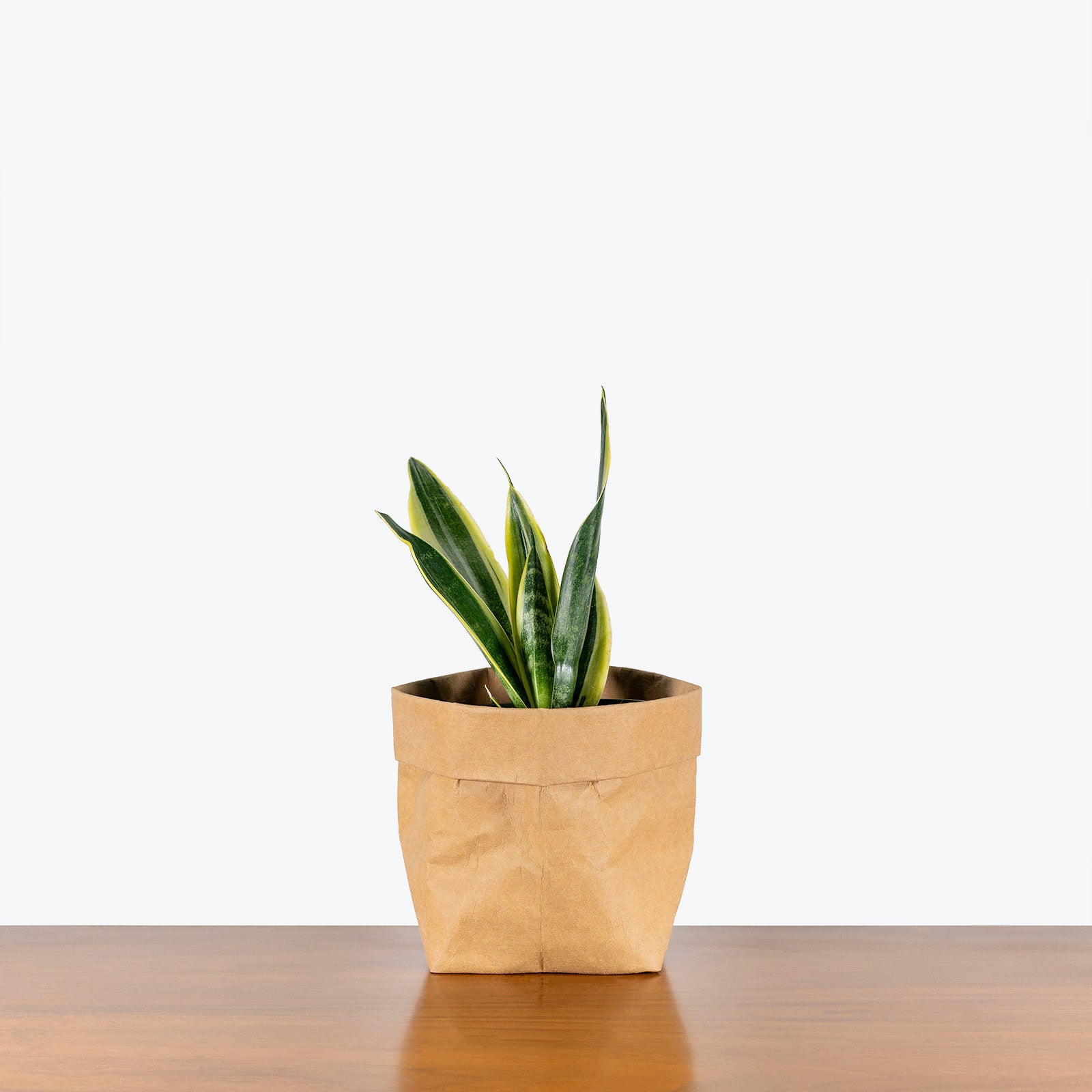 Sansevieria Canary | Snake Plant | Care Guide and Pro Tips - Delivery from Toronto across Canada - JOMO Studio