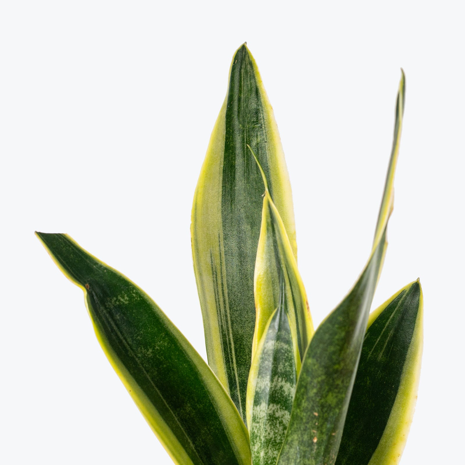 Sansevieria Canary | Snake Plant | Care Guide and Pro Tips - Delivery from Toronto across Canada - JOMO Studio