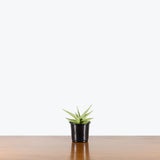 Sansevieria Chanin — 4" Pot