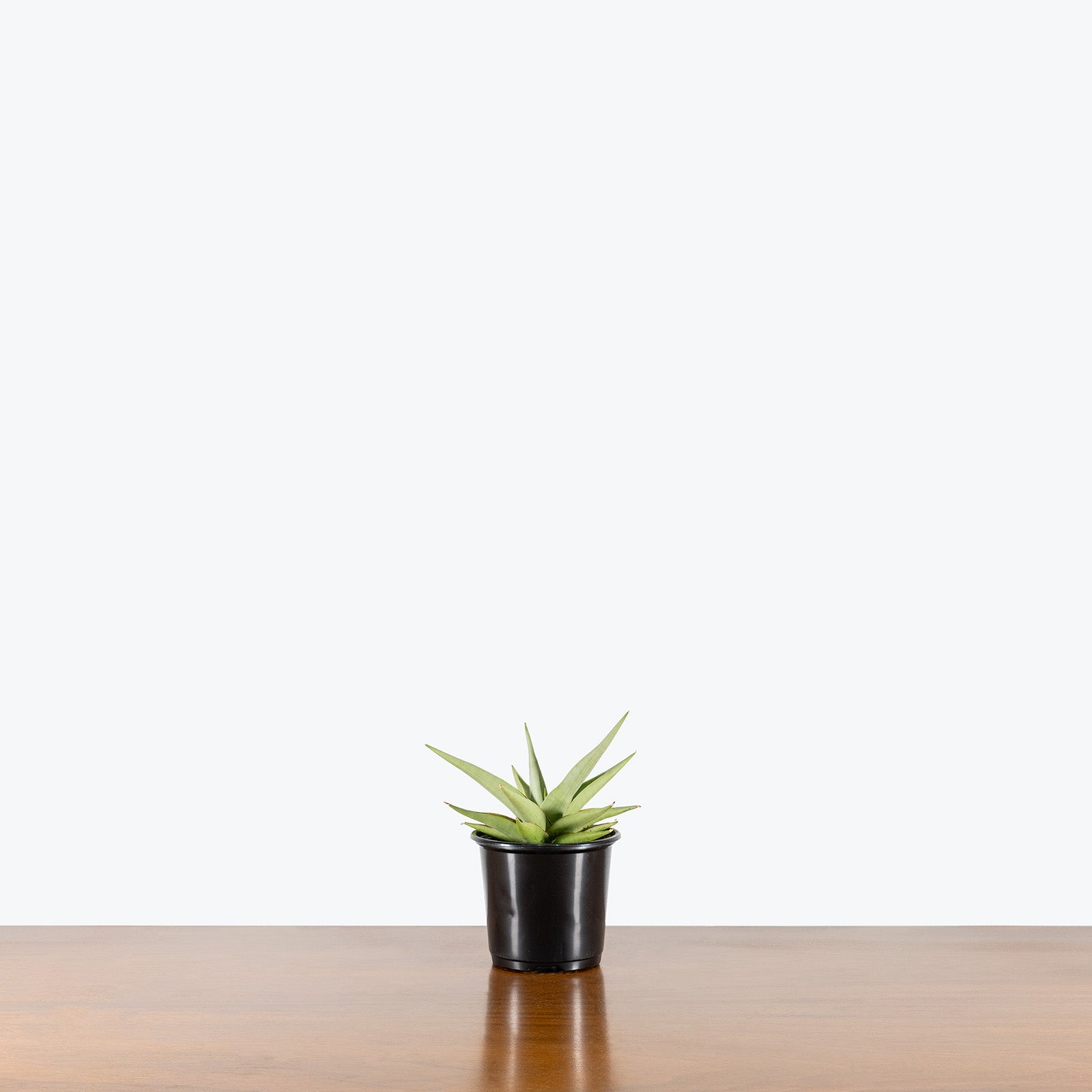 Sansevieria Chanin | Snake Plant | Care Guide and Pro Tips - Delivery from Toronto across Canada - JOMO Studio
