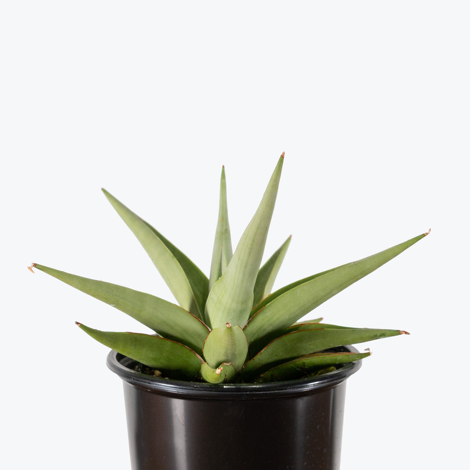 Sansevieria Chanin | Snake Plant | Care Guide and Pro Tips - Delivery from Toronto across Canada - JOMO Studio