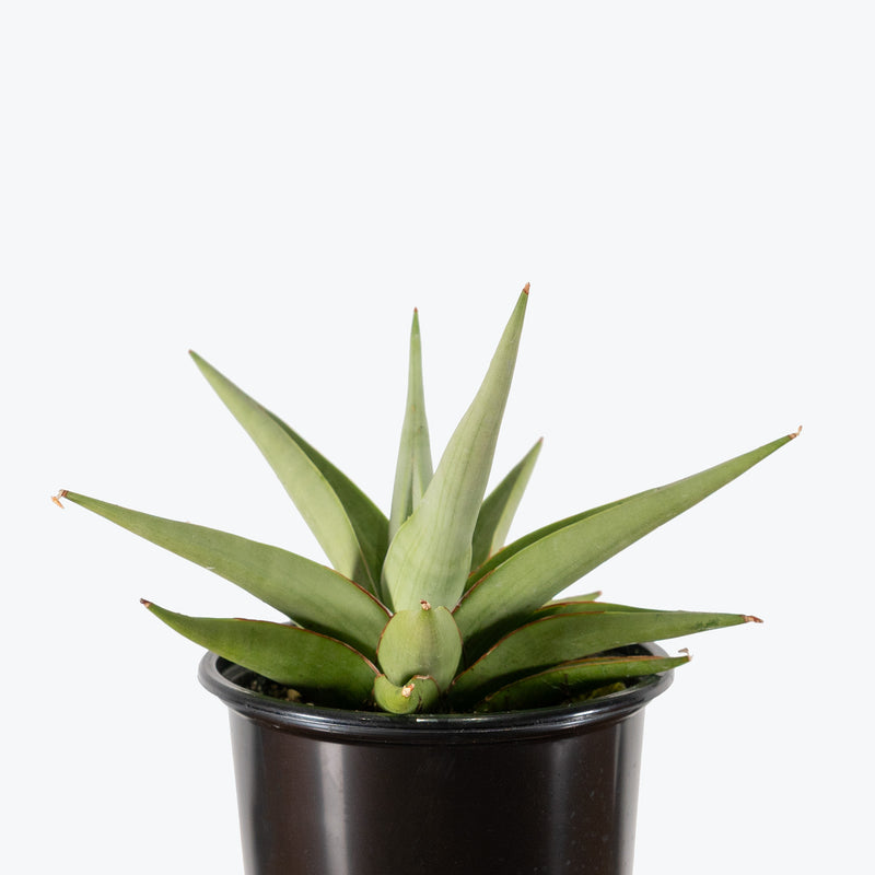 Sansevieria Chanin | Snake Plant | Care Guide and Pro Tips - Delivery from Toronto across Canada - JOMO Studio