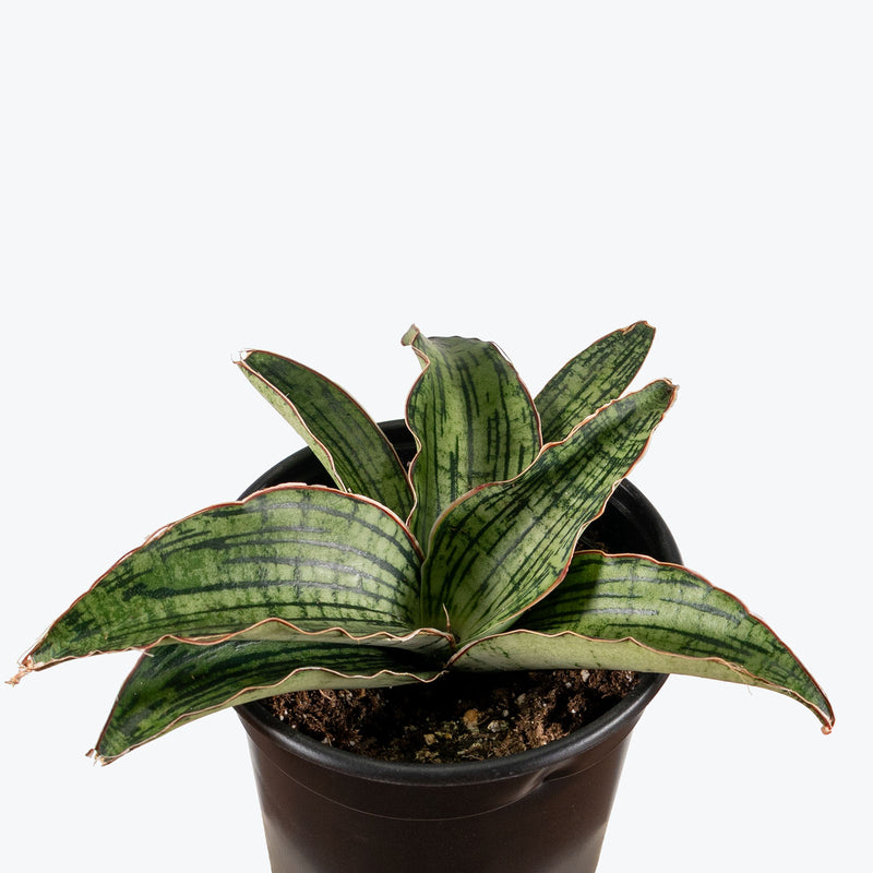 Sansevieria Cleopatra | Snake Plant | Care Guide and Pro Tips - Delivery from Toronto across Canada - JOMO Studio