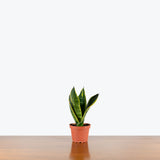 Sansevieria Golden Flame — 4" Pot